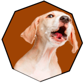 Cachorro